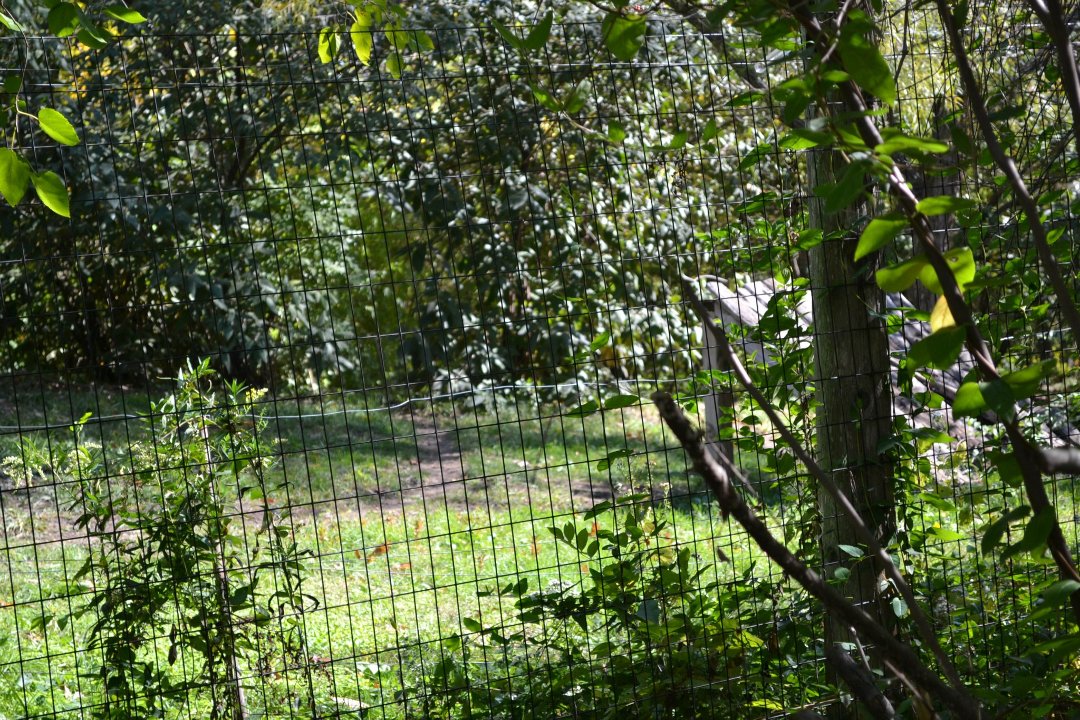 Chris Ames' album, Boys day at Zoo 2012