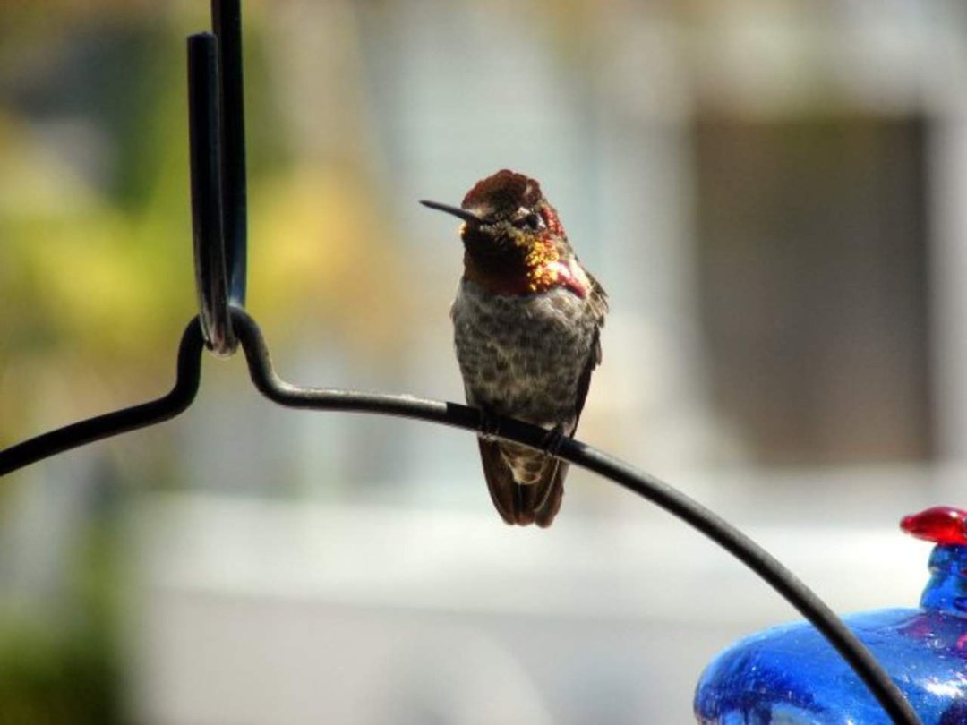 Mark Williams' album, 2010 Hummingbird Calendar