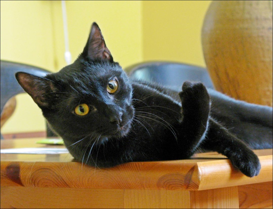 Elliot Lefkowitz's album, Cats