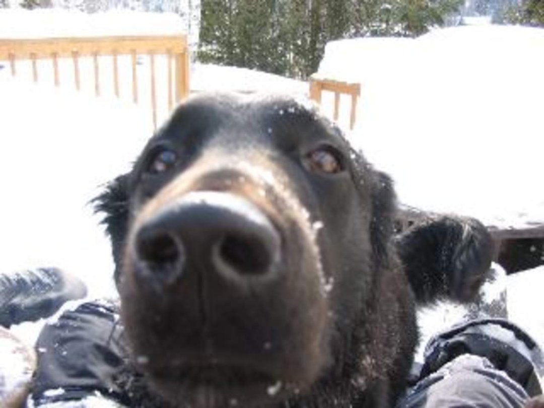 Richard Walker's album, Richard Walker
