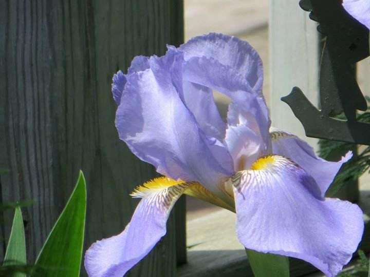 Tom Gard's album, pictures of flowers