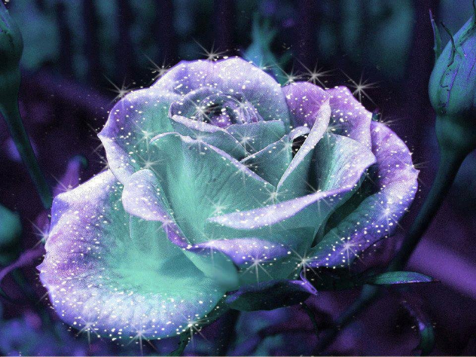Terry Rose's album, Cover Photos
