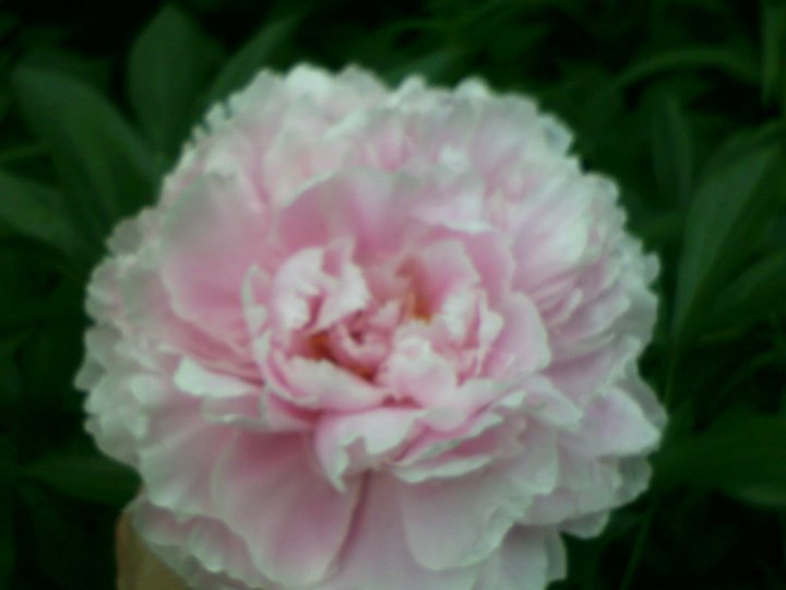 Ron Kopp's album, June 18, 2011