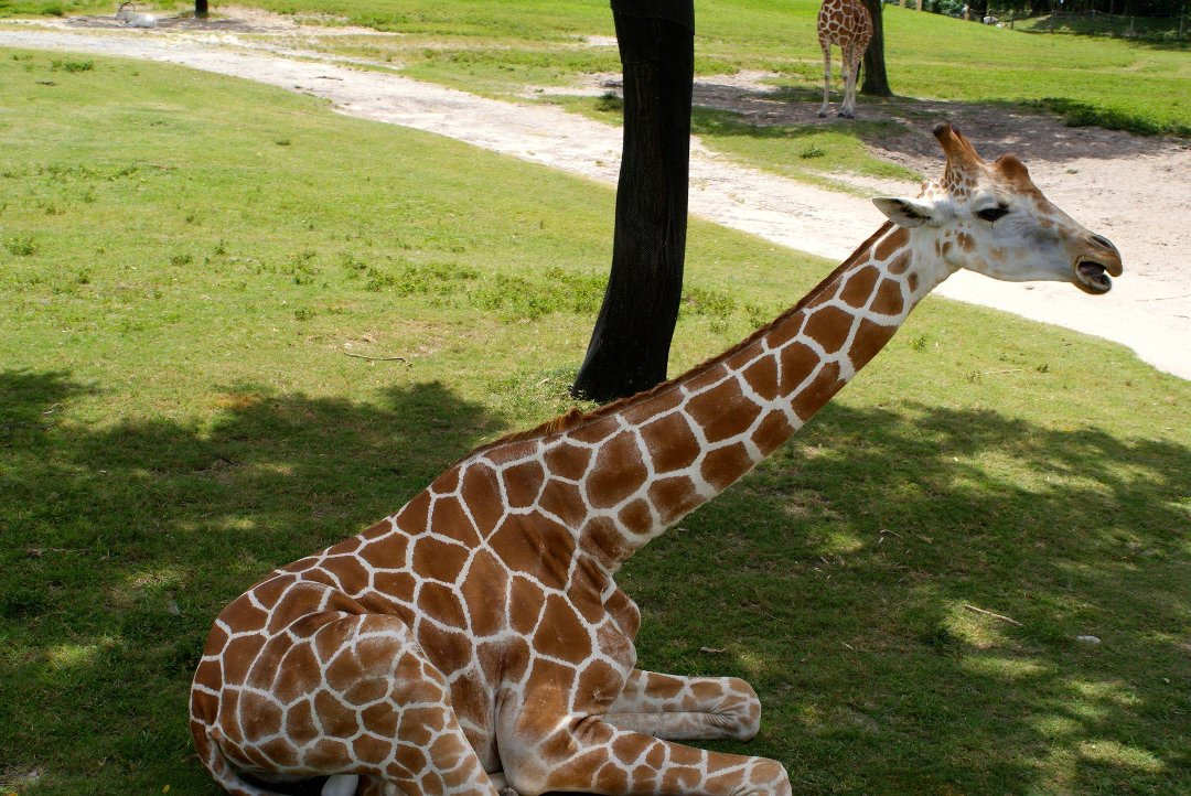 Jon Cluff's album, Busch Gardens Safari