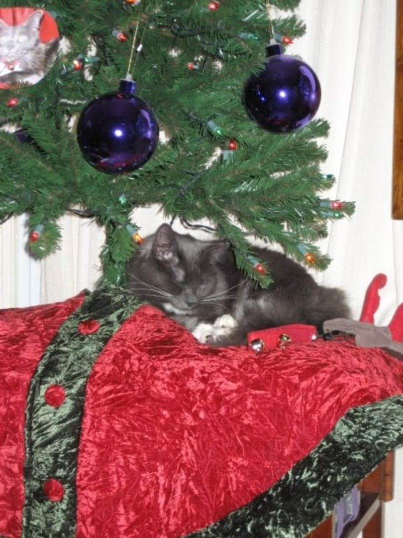 Chris Newell's album, kitties