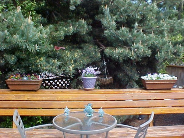Barbara Kent's album, Yard Pictures