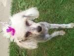 Maletta Baughman's album, our little 4 legged babies