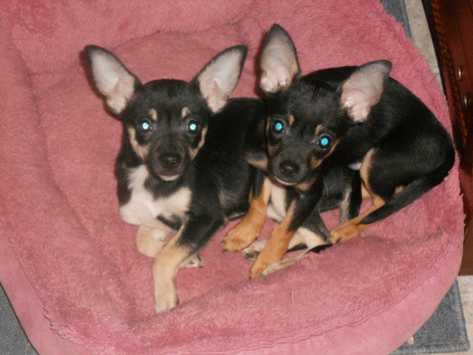 Denise Bennett's album, Looking for a FUREVER HOME