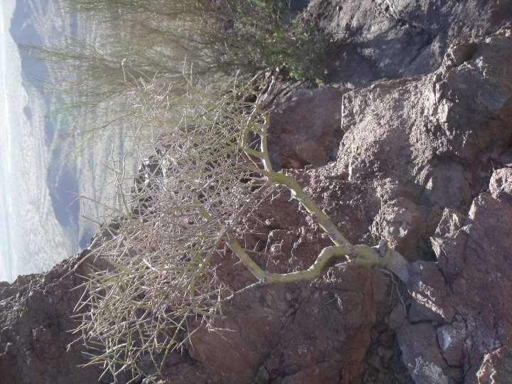 Robert Stevens' album, Picacho_Peak Hike
