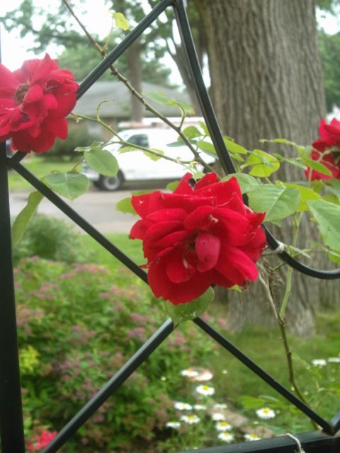 Joyce Pedersen's album, July 2011 garden