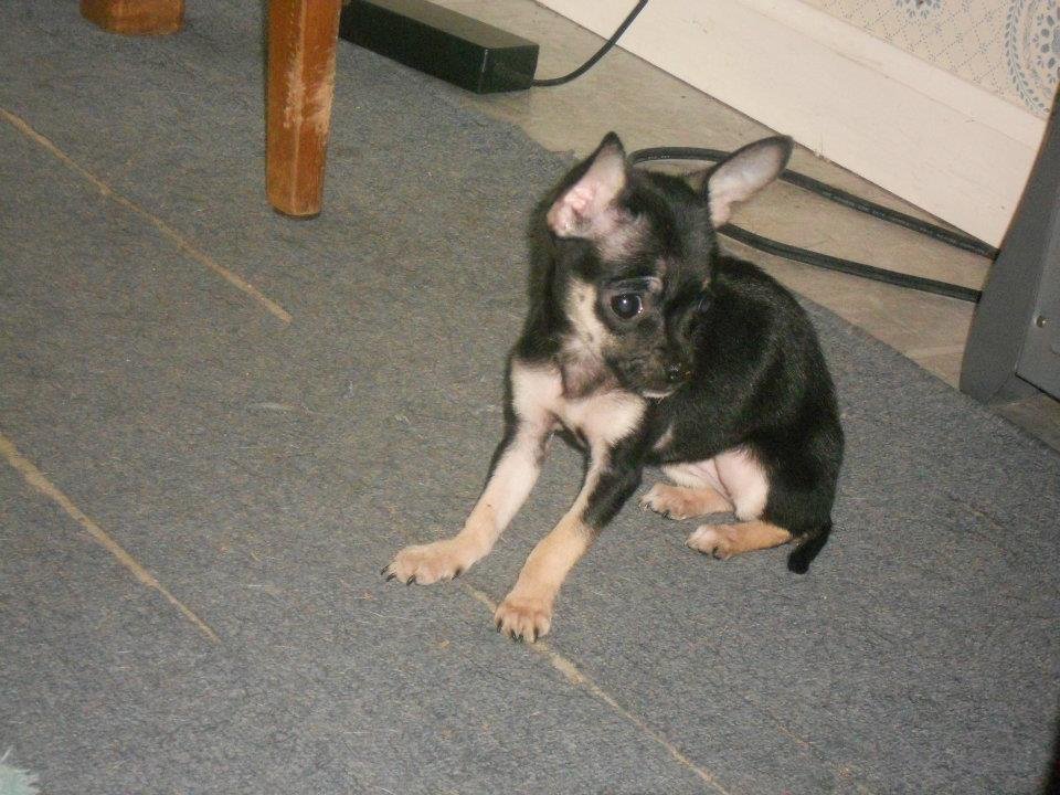 Denise Bennett's album, Looking for a FUREVER HOME