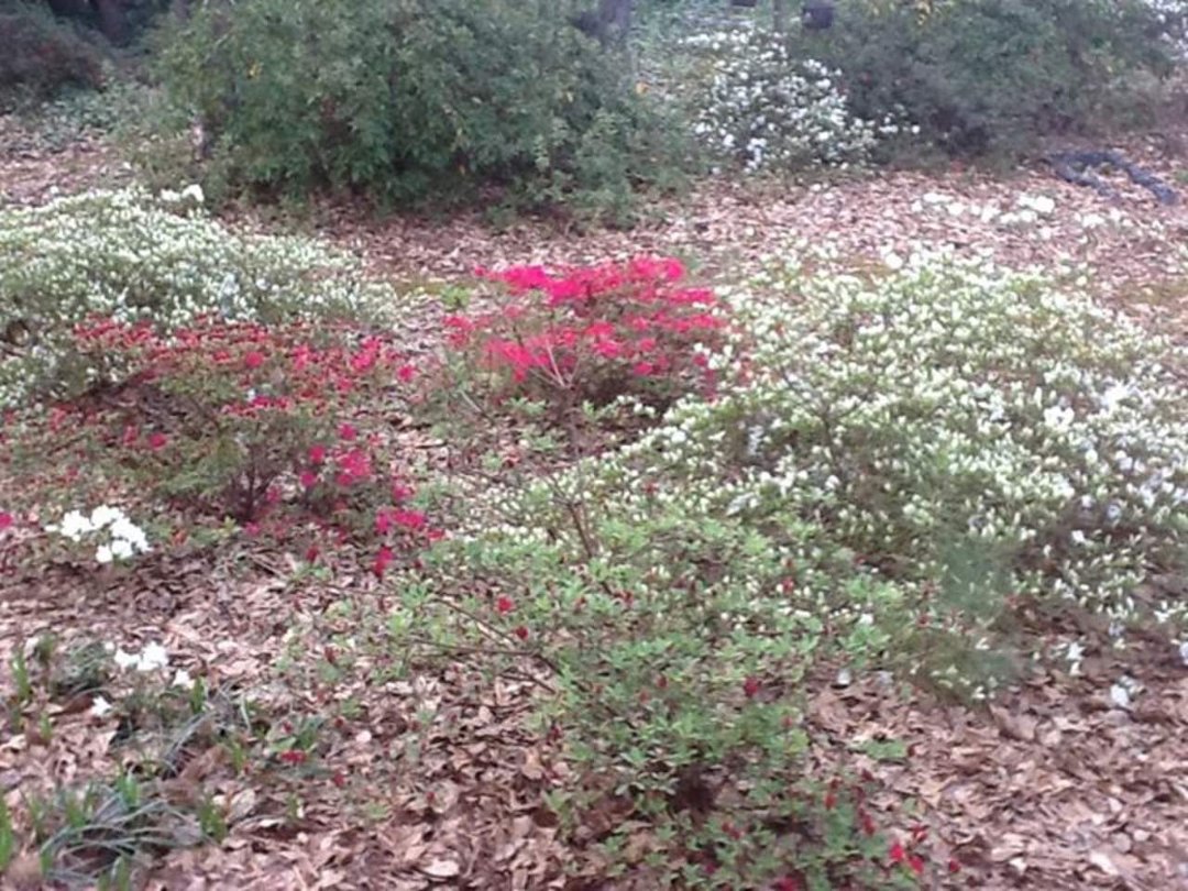 Susan Johnson's album, Mobile Uploads