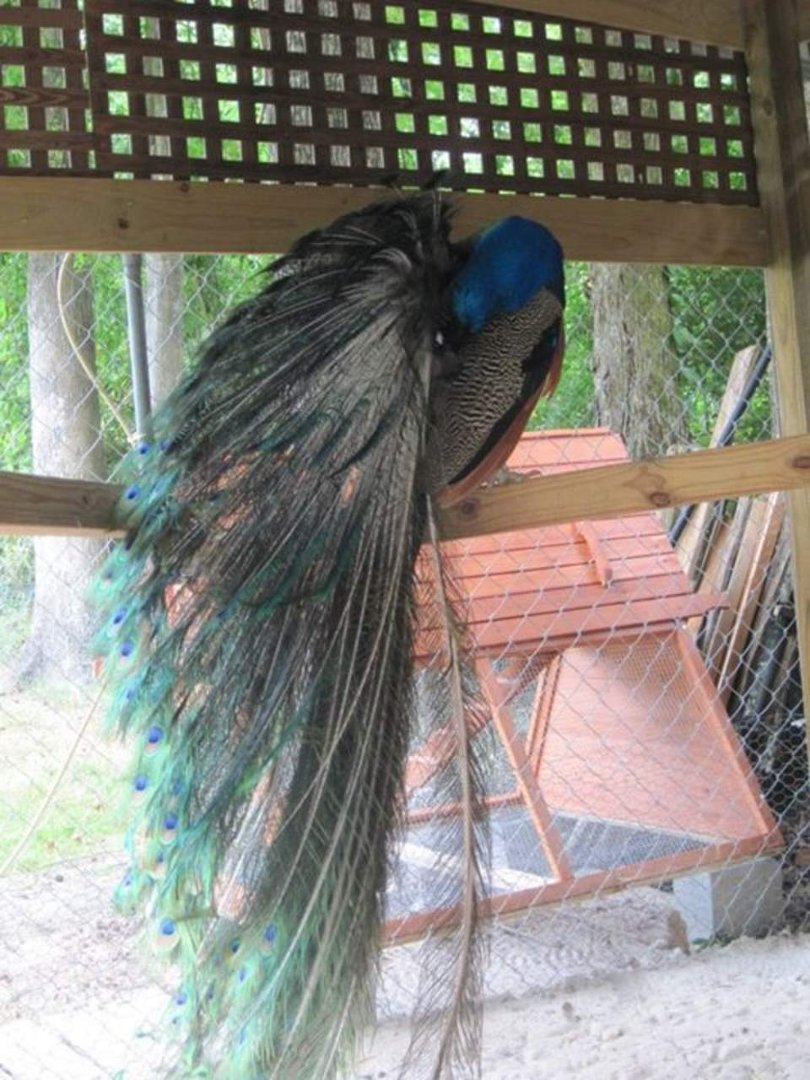 Susan Fischer's album, May 29, 2012