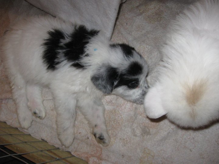 Sharon Drube's album, Zira and the Shakespeare pups