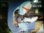 Maletta Baughman's album, our little 4 legged babies