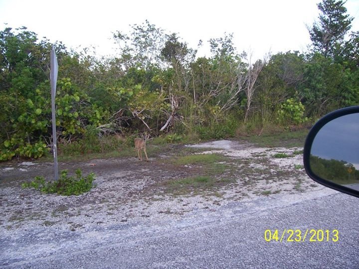 William Neudigate's album, Key West