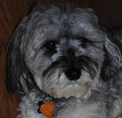 Tracy Gebhardt's album, Profile Pictures