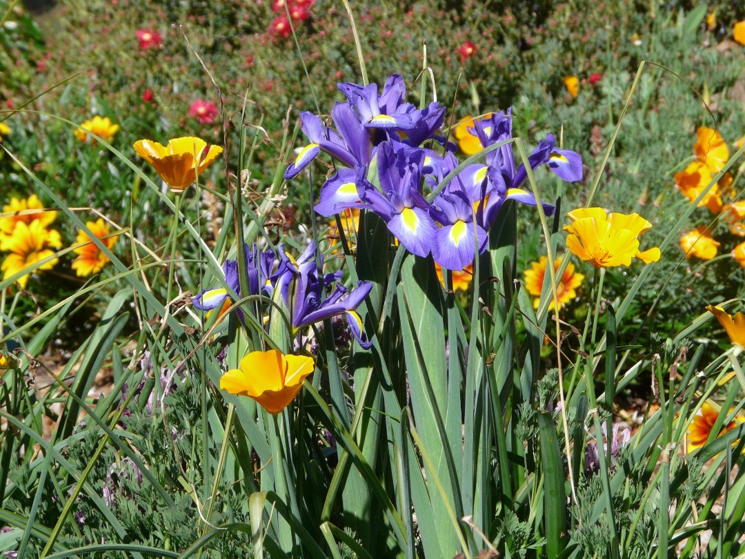 Lynn Mills' album, Garden Pics