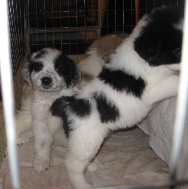 Sharon Drube's album, Zira and the Shakespeare pups