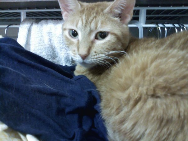 Lisa Johnson's album, my kitties