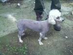 Maletta Baughman's album, our little 4 legged babies