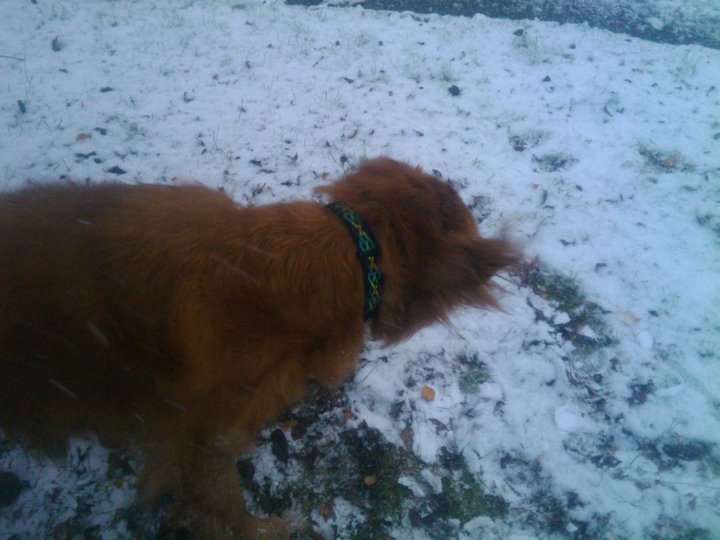 Jerri Andreasen's album, Snow day with Sammy