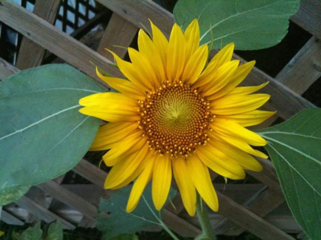 Sharon Breedlove's album, Cover Photos