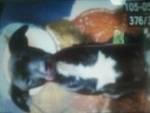 Maletta Baughman's album, our little 4 legged babies