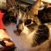 Kari Bachinski's album, Profile Pictures