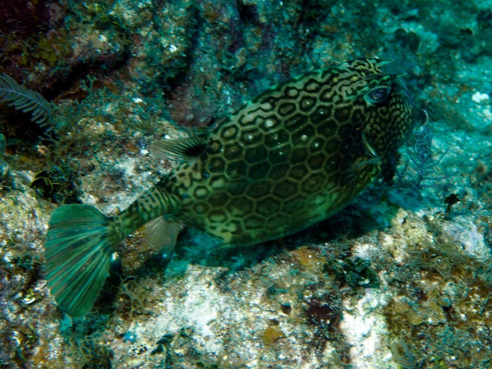 John Kotovsky's album, More Little Cayman 10-12