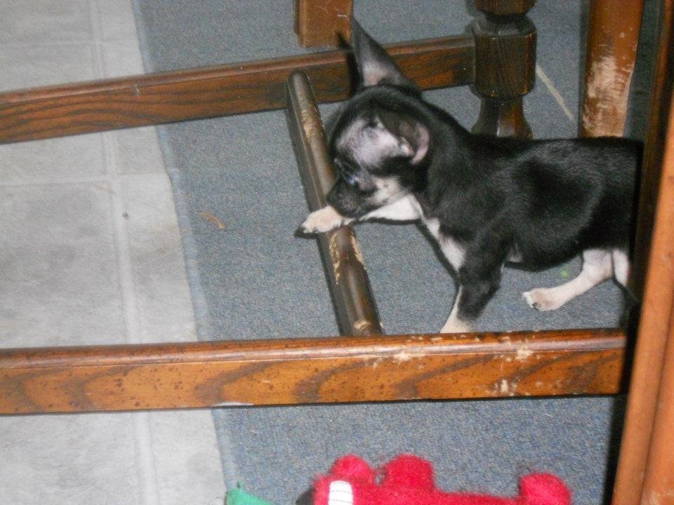 Denise Bennett's album, Looking for a FUREVER HOME