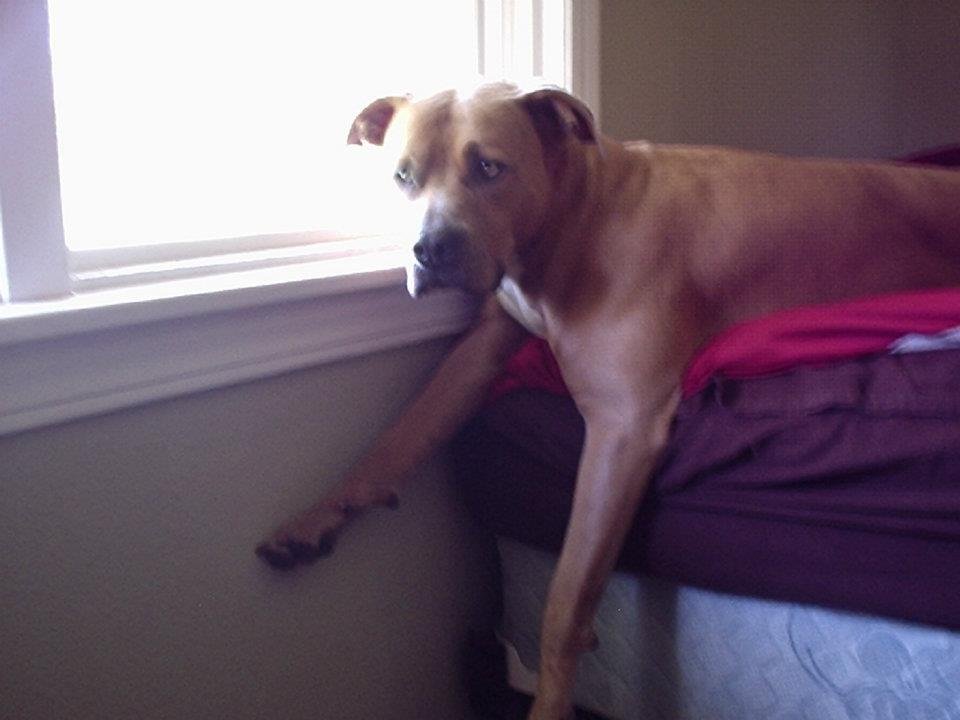 Cody Clark's album, Layla