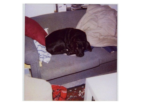 Terry Moses' album, Doggies