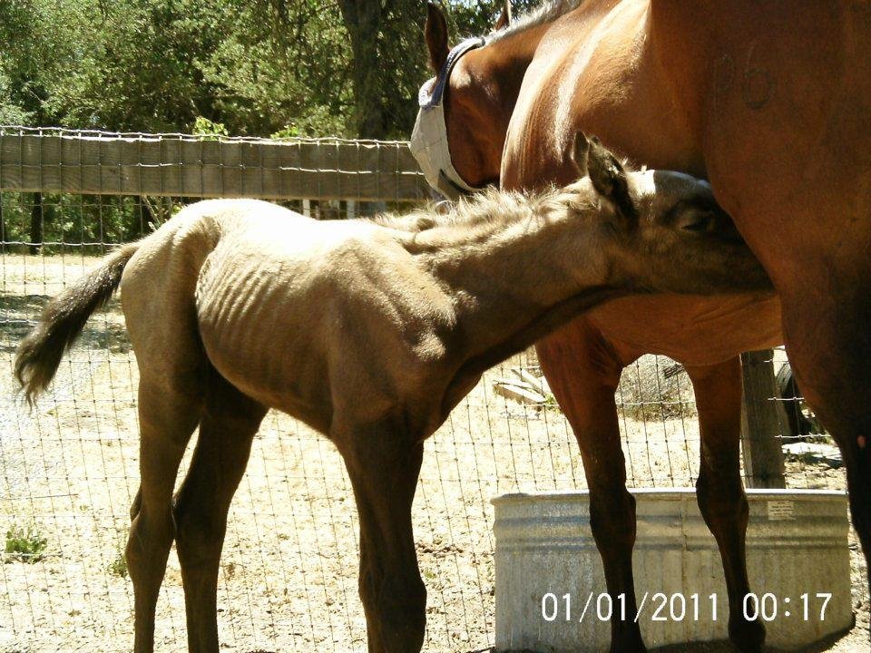 Lisa Phillips' album, Chloe & Milkshake @ 7 hours old