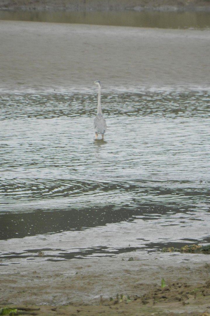 Vance McDill's album, Nisqually Wildlife Refuge