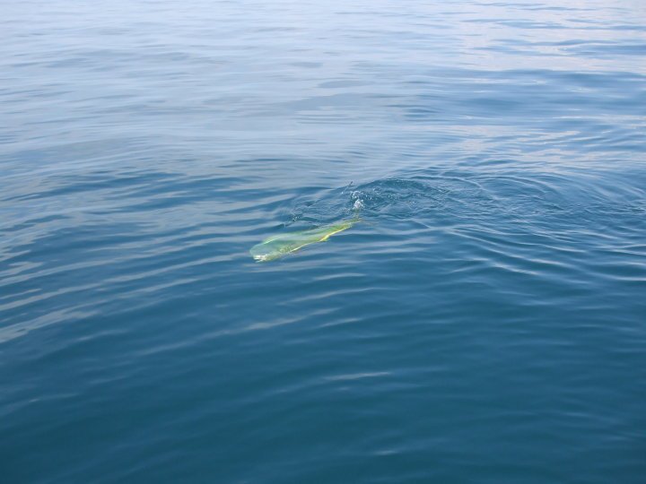 Jose Ojeda's album, fish