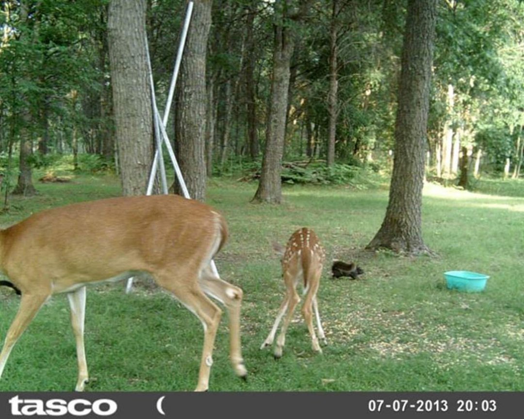 Sandra Jobe's album, wildlife in front yard