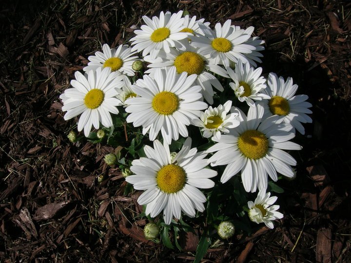 Joanne Miller's album, Cover Photos
