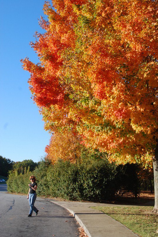 Michael Fingerle's album, FALL 2010