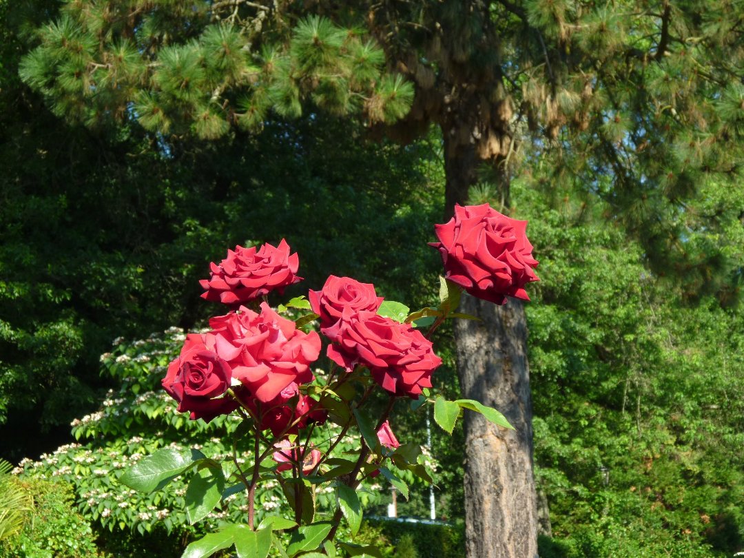 Robert Kelley's album, Portland Rose garden 2011