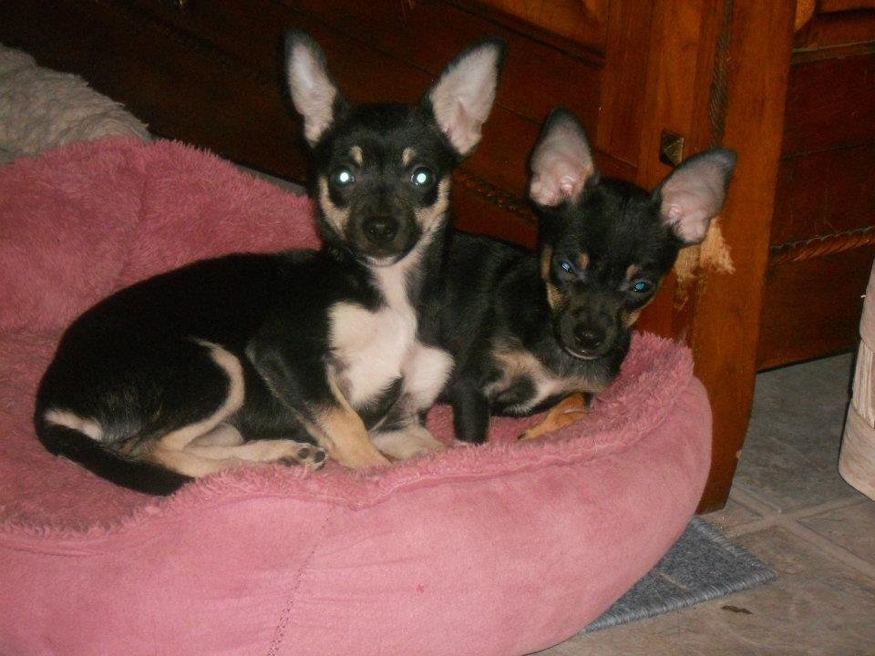 Denise Bennett's album, Looking for a FUREVER HOME