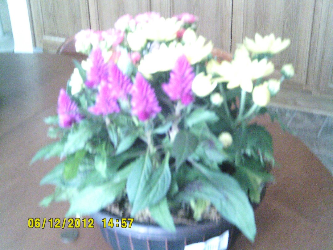 Phyllis Hill's album, Timeline Photos