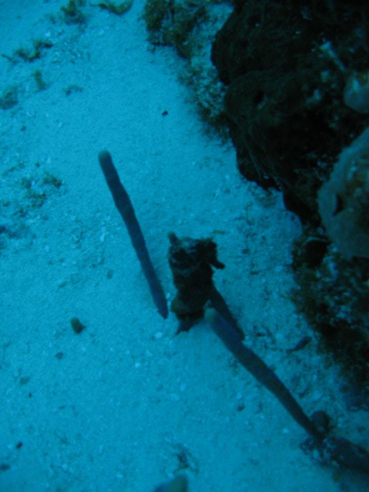 Monica Braley's album, Cozumel March 2012