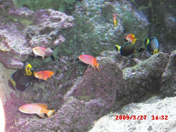 Terry Waters' album, Dallas World Aquarium