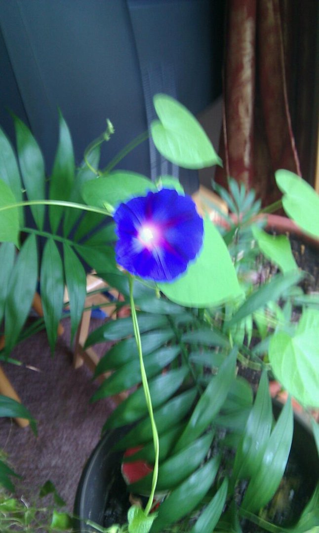 Sandra James' album, Mobile Uploads