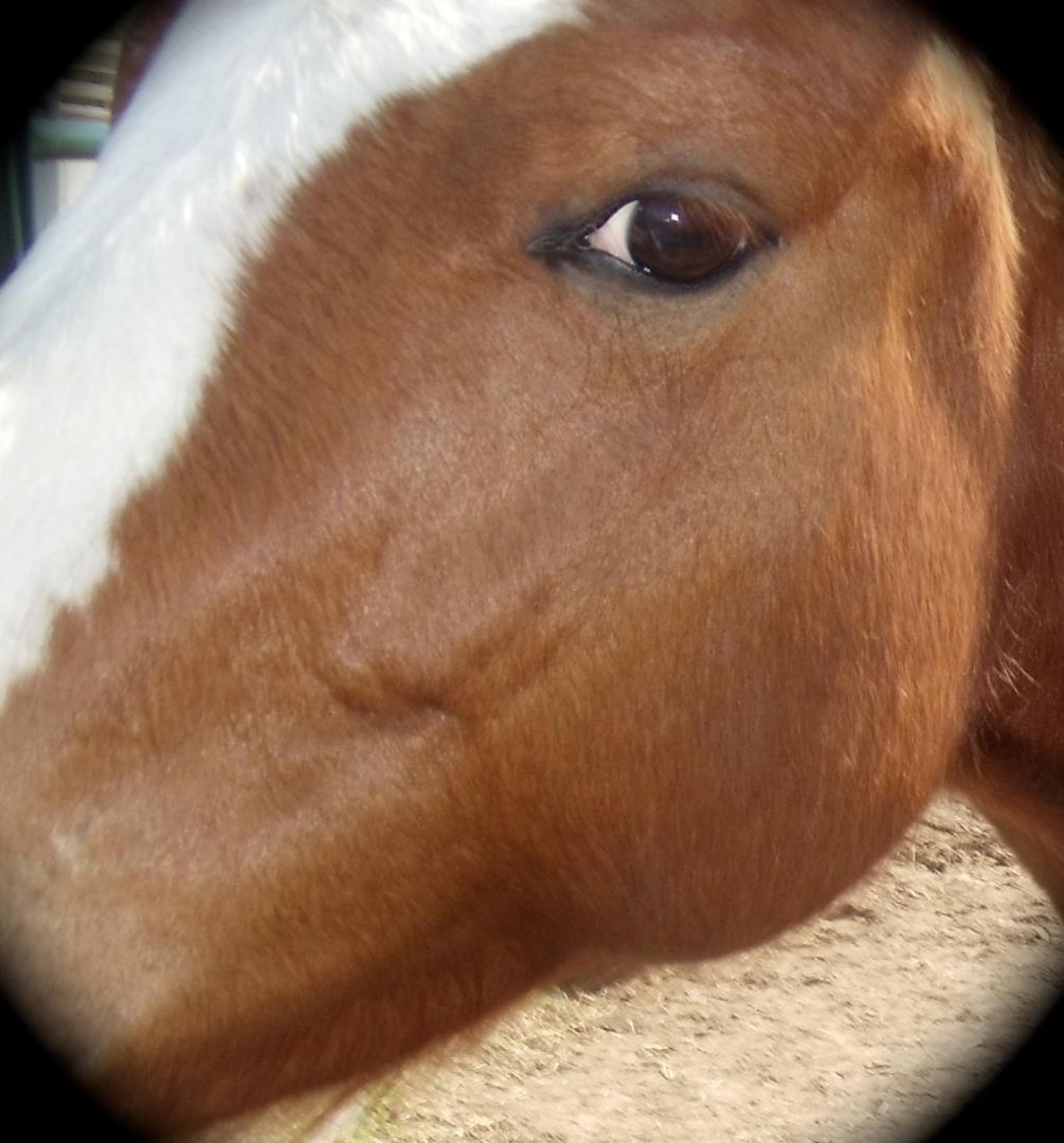 Cindy-Cynthia Hays' album, Cover Photos