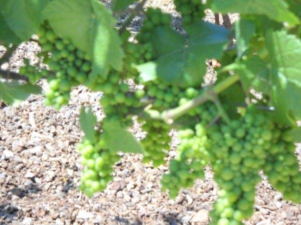 Susan Walker's album, Some Photos From Napa