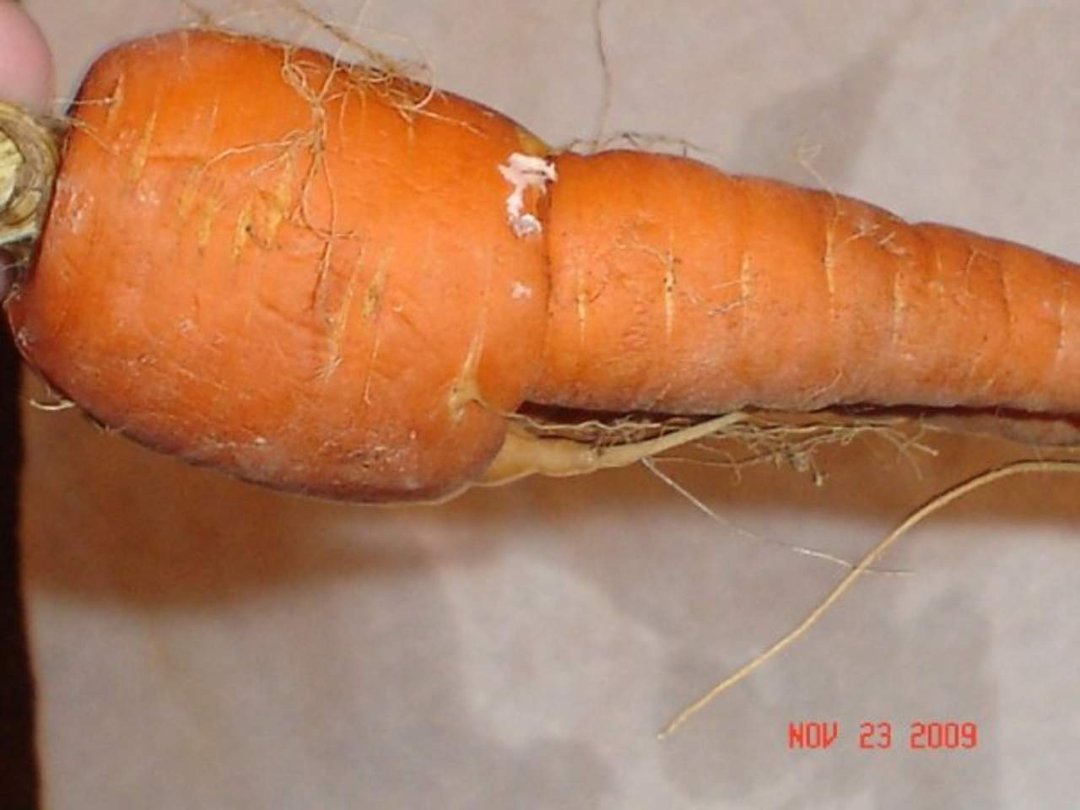 Barbara Smiley-ramirez's album, Mom's x-rated Carrot from garden