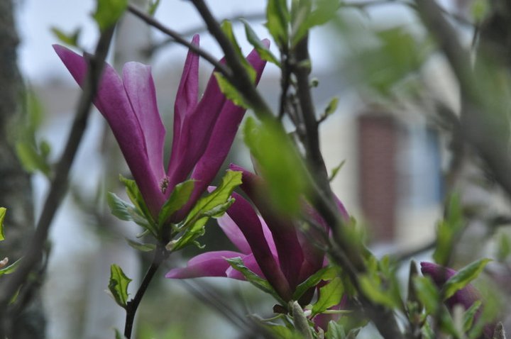John Mahtab's album, Garden June, 2011