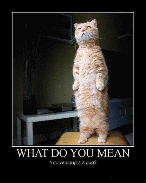 Steven Smith's album, Timeline Photos